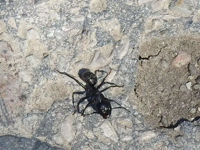 Camponotus vagus - fekete lóhangya
