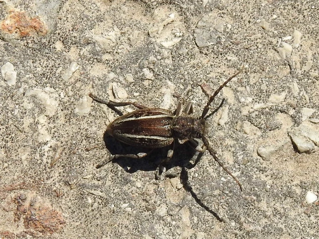 Neodorcadion bilineatum - kétsávos földicincér
