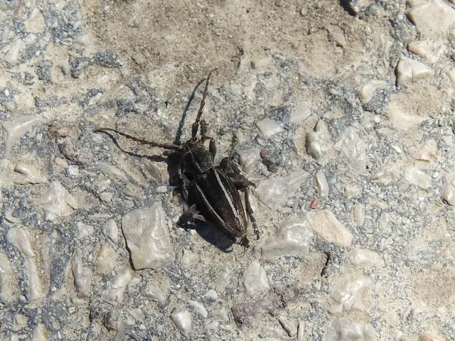Neodorcadion bilineatum - kétsávos földicincér