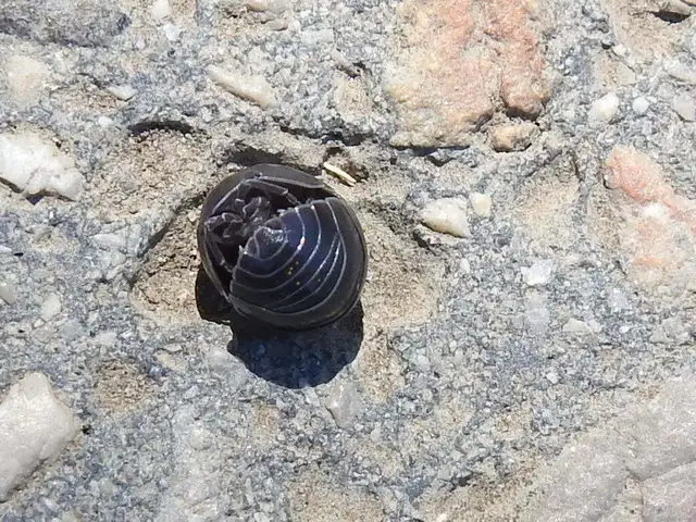 Isopoda - Ászkarákok