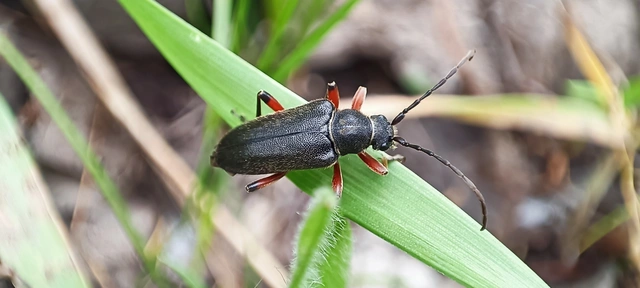 Cortodera villosa - bozontos cserjecincér