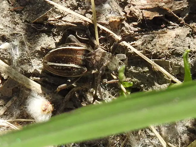 Neodorcadion bilineatum - kétsávos földicincér