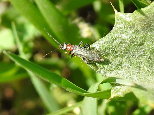 Oedemera croceicollis - pirostorú álcincér
