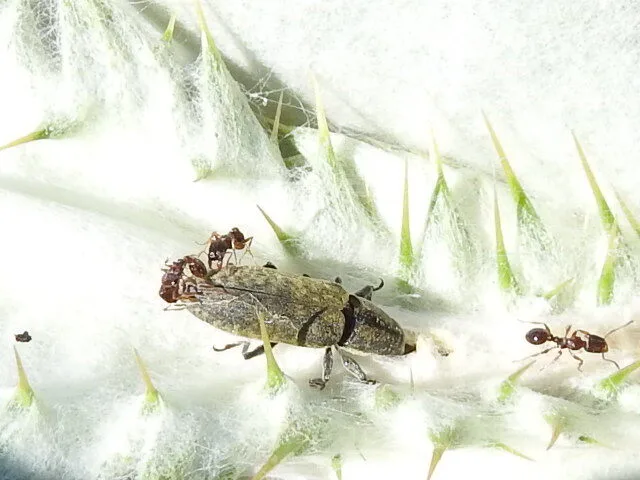 Lixus cardui/filiformis