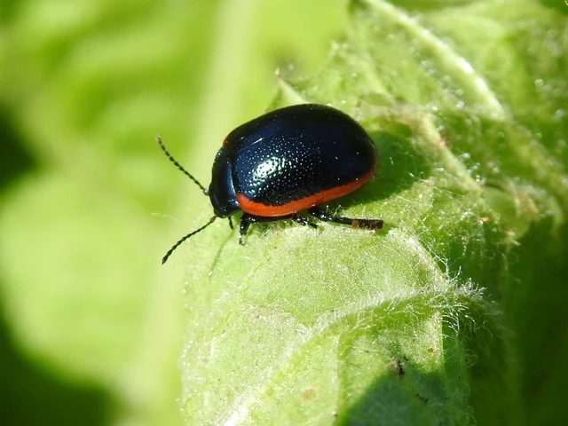 Chrysolina rossia - trapézhátú szegélyeslevelész