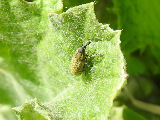 Lixus cardui/filiformis