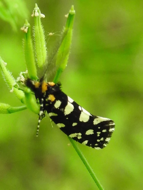Euplocamus anthracinalis - fésűscsápú korhadékmoly