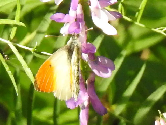 Anthocharis cardamines - hajnalpírlepke