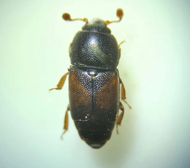 Urophorus rubripennis - vörösszárnyú gyümölcsfénybogár Urophorus rubripennis - vörösszárnyú gyümölcsfénybogár