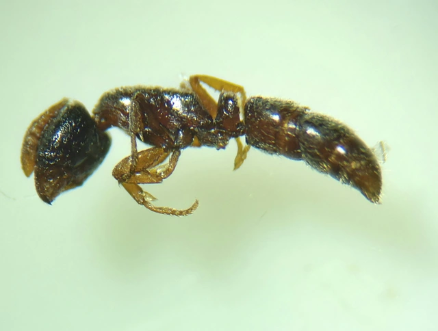 Ponera