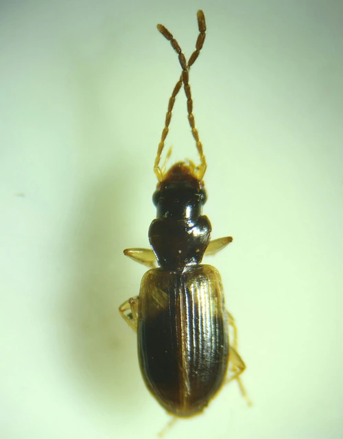 Anthracus longicornis - karcsú kisdedfutó