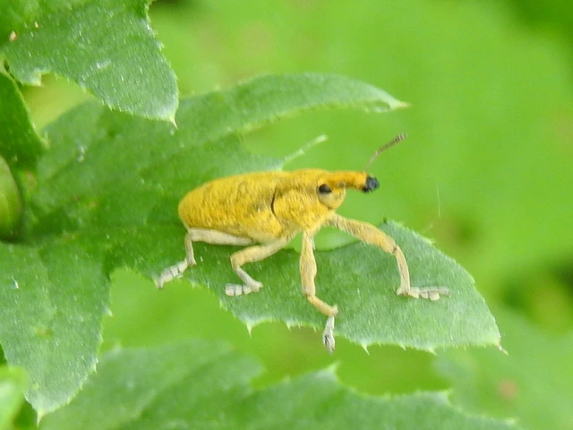 Lixus pulverulentus - mályvafúró dudvabarkó
