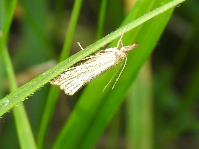 Thisanotia chrysonuchella - tavaszi fűgyökérmoly