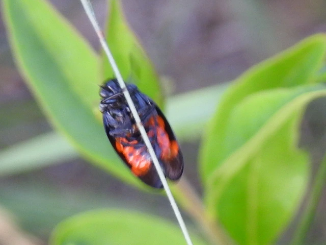 Cercopis sanguinolenta