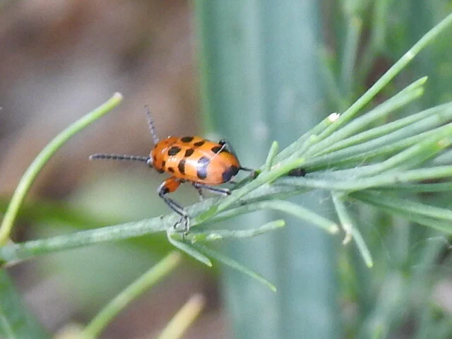 Crioceris quatuordecimpunctata - tizennégypontos spárgabogár