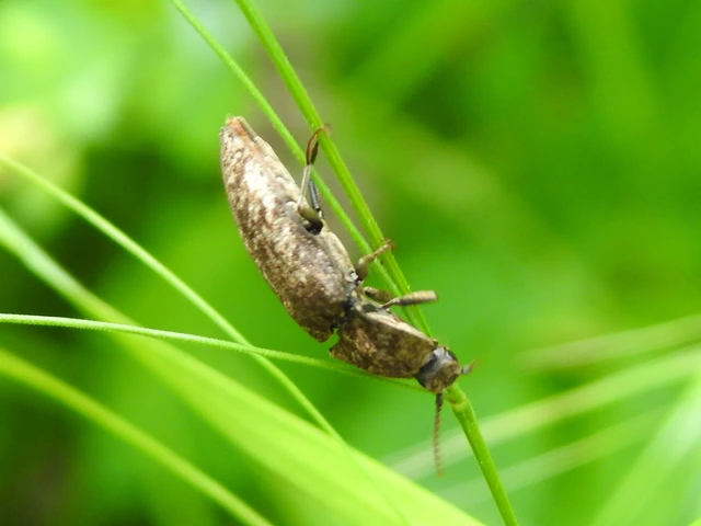 Agrypnus murinus - egérszínű pikkelyespattanó