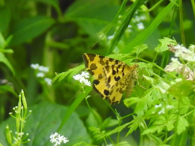 Pseudopanthera macularia - párducfoltos araszoló