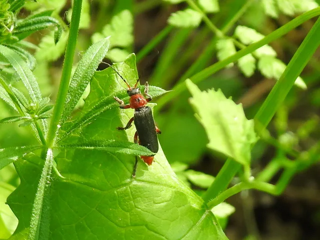 Cantharis rustica - suszterbogár