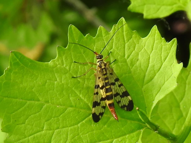 Panorpa communis/vulgaris