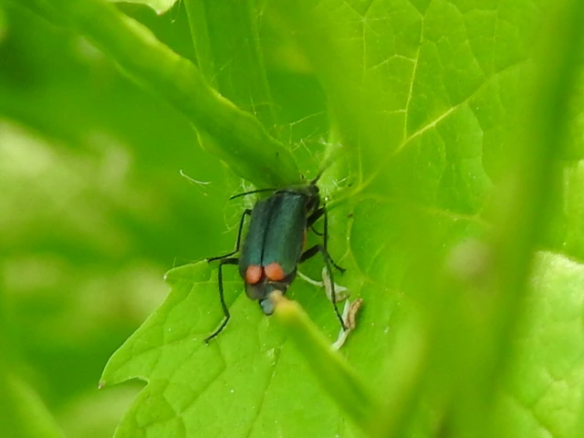Melyridae - sziklaibogár-félék