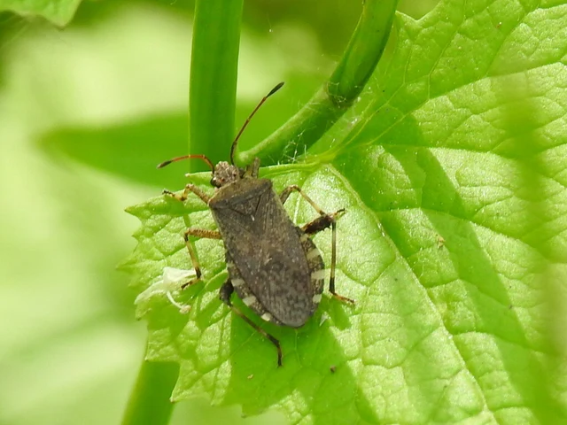 Ceraleptus gracilicornis - tüskéslábú karimáspoloska