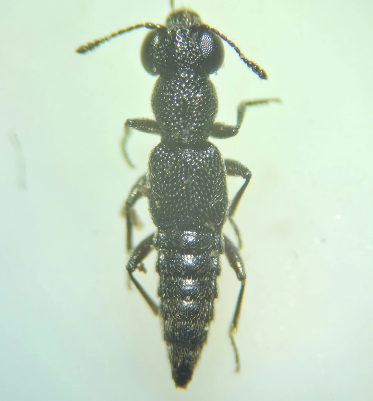 Stenus europaeus - kis szemesholyva