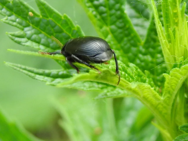 Harpalus serripes - fekete lomhafutó