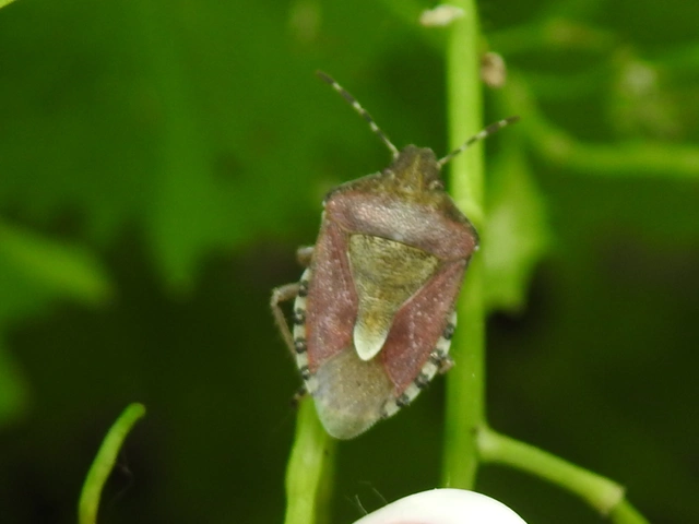 Dolycoris baccarum - közönséges bogyómászó-poloska Dolycoris baccarum - közönséges bogyómászó-poloska