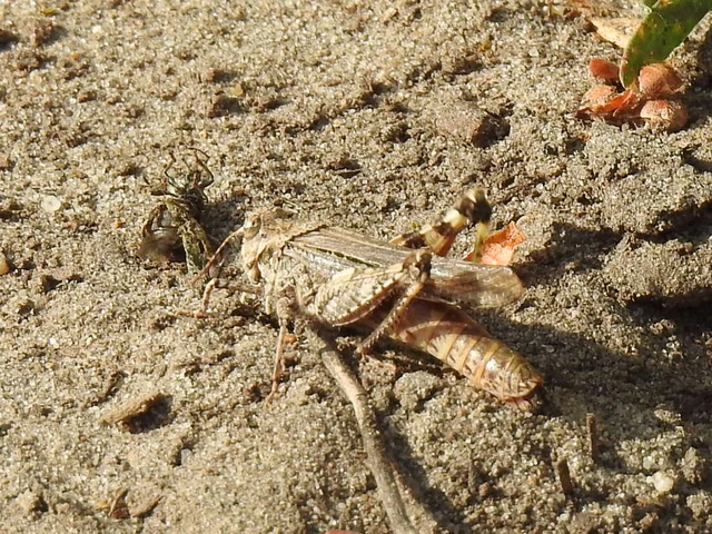 Acrotylus insubricus - önbeásósáska