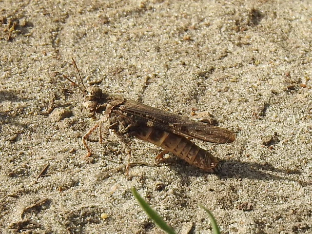 Acrotylus insubricus - önbeásósáska