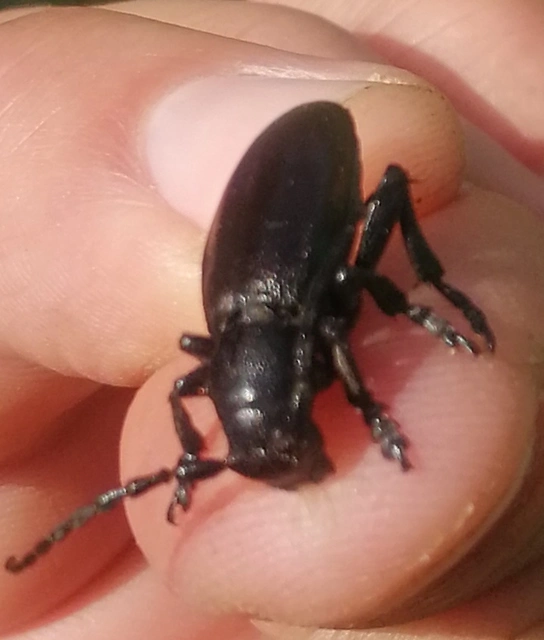 Dorcadion aethiops - fekete gyalogcincér