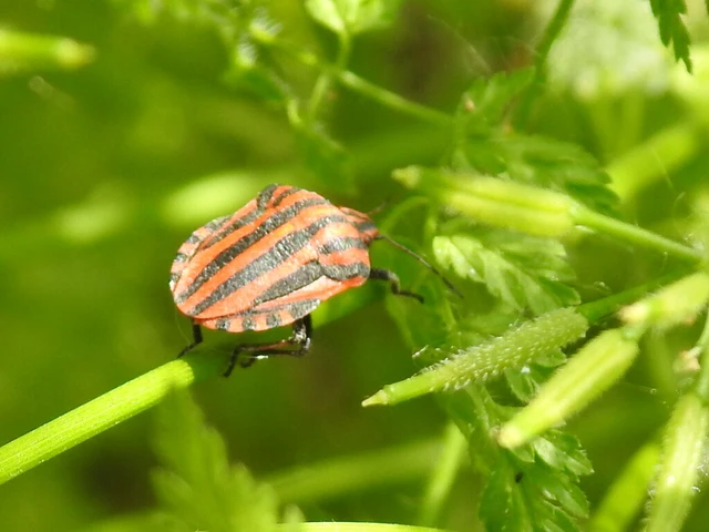 Graphosoma italicum - csíkos pajzsospoloska