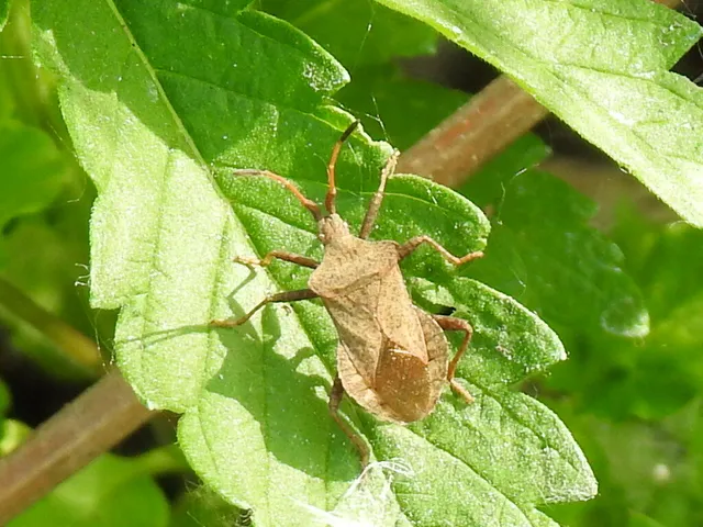 Coreus marginatus - közönséges karimáspoloska