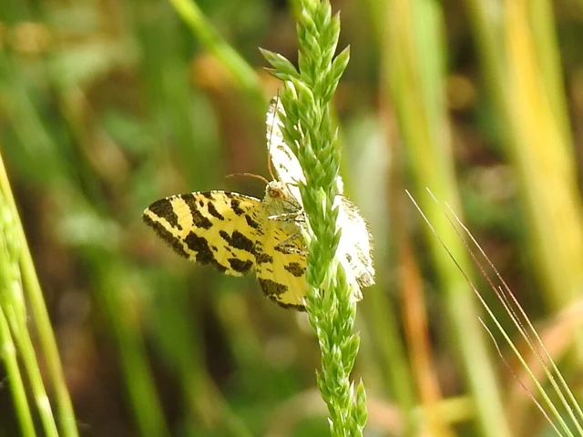 Pseudopanthera macularia - párducfoltos araszoló