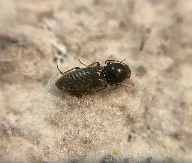 Dicronychus rubripes - kis szívespattanó