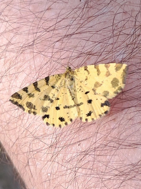 Pseudopanthera macularia - párducfoltos araszoló