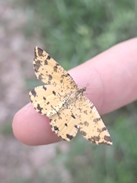Pseudopanthera macularia - párducfoltos araszoló