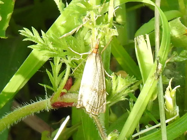 Thisanotia chrysonuchella - tavaszi fűgyökérmoly