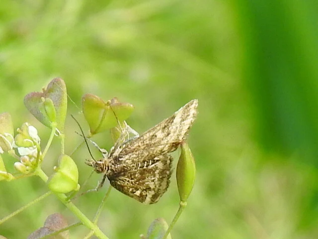 Pyrausta despicata - réti bíbormoly