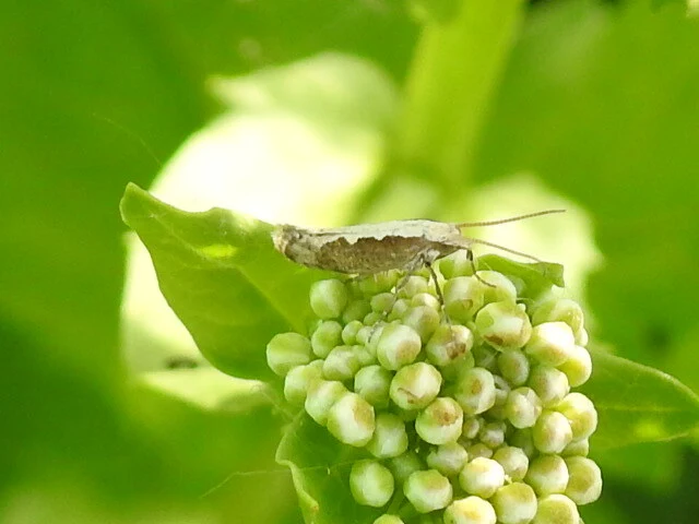 Plutella xylostella - káposztamoly