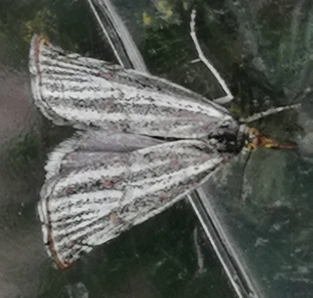 Thisanotia chrysonuchella - tavaszi fűgyökérmoly