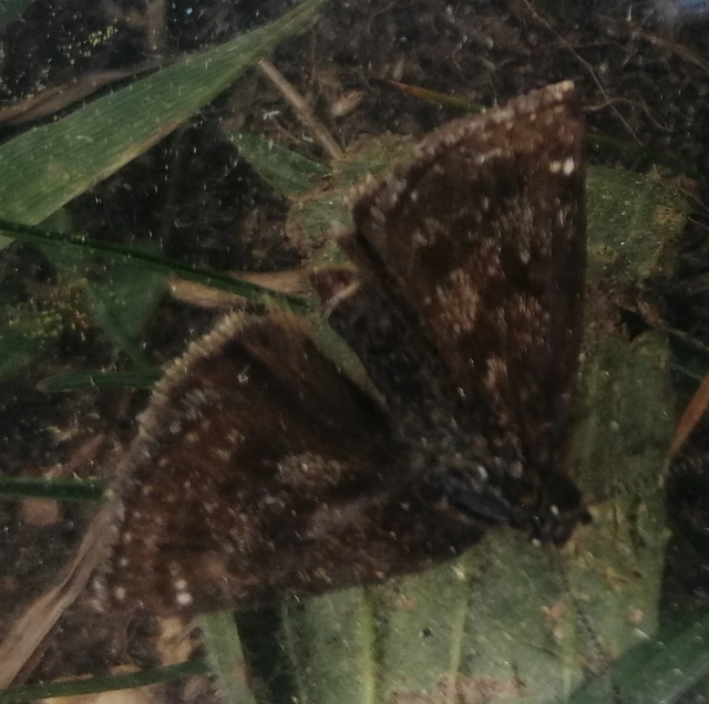 Erynnis tages - cigánylepke