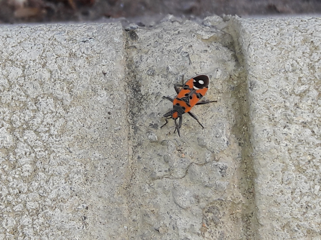 Lygaeus equestris/simulans
