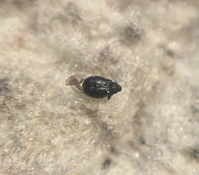 Rhamphus oxyacanthae - galagonya-bolhaormányos Rhamphus oxyacanthae - galagonya-bolhaormányos