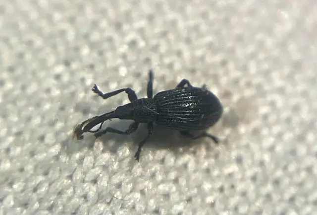 Stenopterapion meliloti - somkóró-cickányormányos