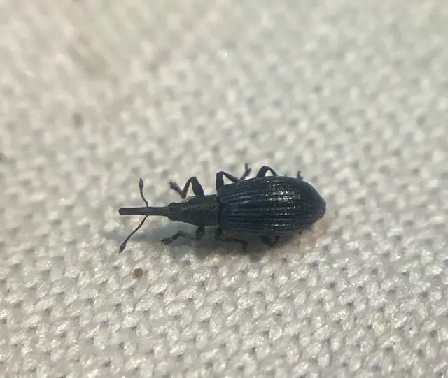 Stenopterapion meliloti - somkóró-cickányormányos