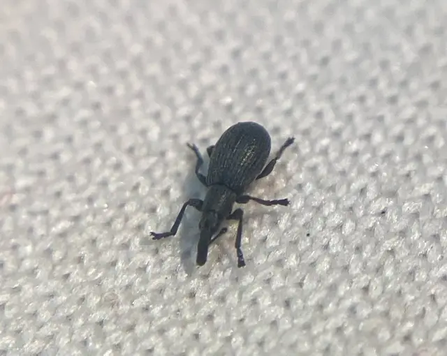 Perapion oblongum - fénytelen cickányormányos Perapion oblongum - fénytelen cickányormányos