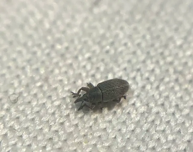 Tychius picirostris - szurkosorrú tímárormányos