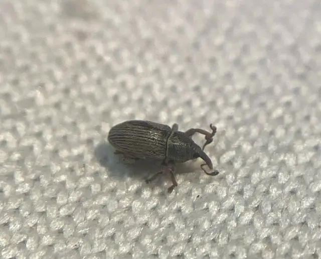 Tychius picirostris - szurkosorrú tímárormányos