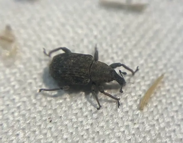 Bagous lutulentus - zsurló-víziormányos Bagous lutulentus - zsurló-víziormányos